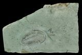 Longianda Trilobite With Pos/Neg Split - Issafen, Morocco #130546-3